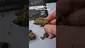 Video Thumbnail: ScottiDunCanna