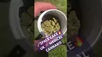 SPACE CAKE by PEACE NATURALS #entourage #backpainrelief #legal #uk #ukmedicalcannabis #spacecake