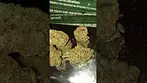 4C Labs Core PGL T26 Platinum Garlic Medical Cannabis Flower