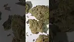 Green Karat TZ T30 Trillianz