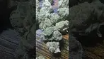 4c labs wedding cake crash T26, uk medical
