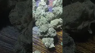 4c labs wedding cake crash T26, uk medical