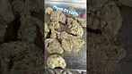 Phant D1 t28  #medicalcannabis #ukmedicalcannabis #painrelief #cannabisheals #cannabiscommunity420