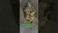 Video Thumbnail: Zee420