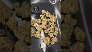 NXF-2 NF BF THC 24% CBD 1% CANNABIS FLOWER 10G Blueberry Fuego #nextfriday #flavour