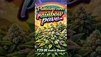Plantations Ceres | Rainbow Pave | T29 | UK Medical Flower | 1 Week Review