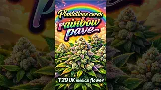 Plantations Ceres | Rainbow Pave | T29 | UK Medical Flower | 1 Week Review