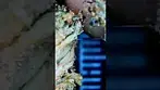 Permanent Marker medical cannabis close up by Seed Junky #medicalcannabis #cannabiscommunity