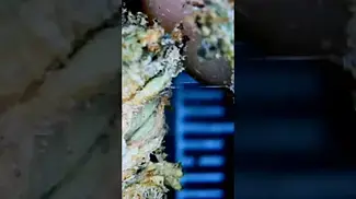 Permanent Marker medical cannabis close up by Seed Junky #medicalcannabis #cannabiscommunity