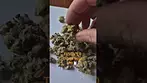 Tyson 2.0 - Tigar Milk T28 (UK Medical Cannabis Prescription)