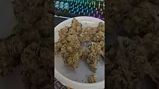 Lot420 AAAA Lemon Cherry Gelato UK Medical Flower First Impressions
