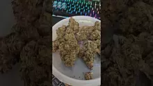 Eazypax420 Video Thumbnail