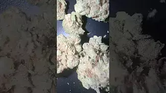 Apple&Gas | By BC Green | Thc 27% strong sweet apple diesel smell  get a gush mints taste