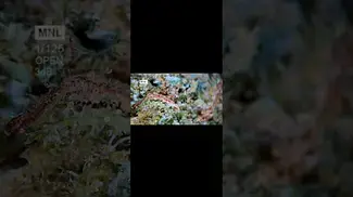 Royal Moby by microscope. Medical cannabis, a closer look at this beta irradiated 20% sativa hybrid