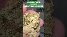 Cannabis Culture  Video Thumbnail