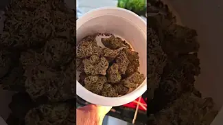 CRAFT BOTANICS T28 WHITE RUNTZ 28% THC.