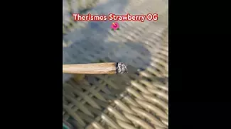 Therismos Access Strawberry OG burn #ukmedicalcannabis #cannabiseducation #cannabisheals