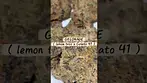 GELONADE CRAFTBOTANICS #cannabiscommunity #ukmedicalcannabis #medicalcannabis #cannabismed #ADZCANNA