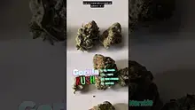 UKTHC Video Thumbnail