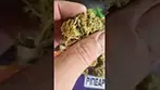 upstate Ghost train haze 22T% UK medical flower