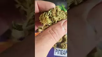 upstate Ghost train haze 22T% UK medical flower
