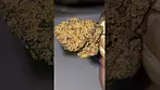 Medicus Fire Cookies 24% - UK Medical Flower GSC X Fire OG. Amazing smell. Small nugs.