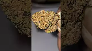Medicus Fire Cookies 24% - UK Medical Flower GSC X Fire OG. Amazing smell. Small nugs.