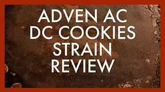 AC/DC, AC/DC Cookies High CBD UK medical Cannabis strains