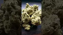 VIP THC Video Thumbnail