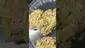 Video Thumbnail: The Corporate Herbalist