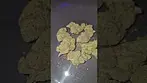 4C Labs ZkittleZ Fuel UK Medical Flower First Impressions