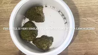 Liberation Lemon Cake By PrimaCann - Strain Reviews #09