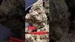 East can strawberry pave 31%thc.