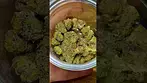 Vasco - Pave Runtz  #ukmedicalcannabis
