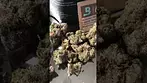 4C Labs Craft Select SZ T17 Sudz Medical Cannabis Flower