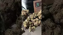 Smoking Through the Jungle Ready for the Rumble Video Thumbnail