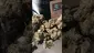 Video Thumbnail: Smoking Through the Jungle Ready for the Rumble
