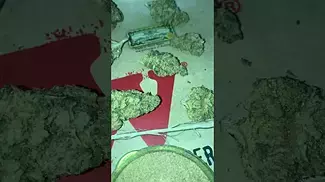 4C LABS |  STRAWBERRY CAKE  | UK MEDICAL CANNABIS PATIENT FLOWER VIDEO 