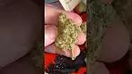 Upstate Pineapple God Flower #upstate #pineapplegod #pineapple #god #flower #ukmedicalcannabis