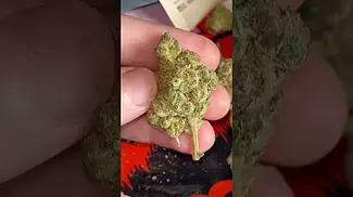 Upstate Pineapple God Flower #upstate #pineapplegod #pineapple #god #flower #ukmedicalcannabis
