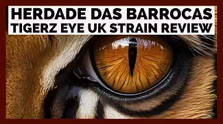 Herdada Das Barrocas Tigerz Eye Uk Strain Review