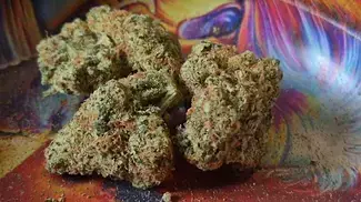 UK MEDICAL- flower up close 2026