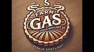 Strain Spotlight: Aurora Farm Gas | Effects, Terpenes & Medical Benefit