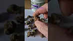 QWEST - Grape Cream Cake (UK Medical Cannabis Prescription)