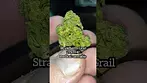 Strawberry Grail. 27%THC..... medical prescription cannabis.