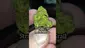 Video Thumbnail: THC Bunny
