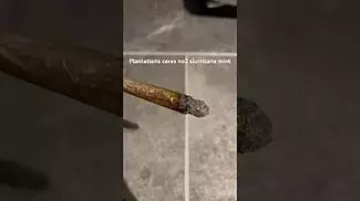 Plantations ceres no2 slurricane mint burn