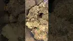 Loud Cake by Green Karat (Project 4561 S1 × Pancakes)