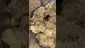 Video Thumbnail: High Jack