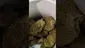 Video Thumbnail: PrescribedBouquet